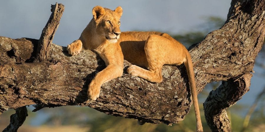 African wildlife